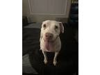Adopt Luna a White American Pit Bull Terrier / American Pit Bull Terrier / Mixed