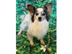 Adopt BUBBLES PAPILLION a Papillon / Mixed dog in Charlotte, NC (41494011)
