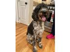 Adopt JAX a Merle Goldendoodle / Poodle (Standard) / Mixed dog in Fairfax