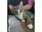 Adopt Botas a Brown Tabby Tabby / Mixed (short coat) cat in San Diego
