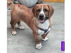 Adopt Jo a Brindle Pembroke Welsh Corgi / Basset Hound / Mixed dog in Tucson