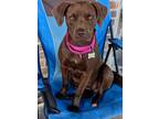 Adopt Millie a Labrador Retriever / Mixed dog in Barrington, RI (41488945)