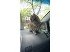 Adopt archie a Brown Tabby Domestic Shorthair / Mixed (short coat) cat in Falls