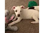 Adopt Pogo a Mixed Breed (Medium) / Mixed dog in Thomaston, ME (41493934)