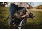 Adopt Bailey a Gray/Blue/Silver/Salt & Pepper American Pit Bull Terrier / Mixed