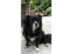 Adopt Charlotte a Black - with White Border Collie / Mixed dog in Lakewood