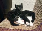 Adopt Pepper and Rose a Black & White or Tuxedo American Shorthair / Mixed