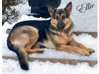 Adopt Ellie a Black - with Tan, Yellow or Fawn German Shepherd Dog / Mixed dog