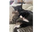 Adopt Thor and Loki a Brown Tabby Domestic Shorthair / Mixed (short coat) cat in