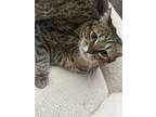 Adopt Mowgli a Brown Tabby American Shorthair / Mixed (medium coat) cat in San