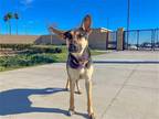 Adopt BONNIE a Black German Shepherd Dog / Mixed dog in Tustin, CA (41488985)