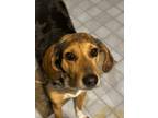 Adopt Duckie a Tan/Yellow/Fawn - with Black Beagle / Catahoula Leopard Dog /