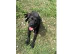 Adopt Pantera a Black - with White Staffordshire Bull Terrier / Mixed dog in
