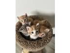 Adopt 5 kittens a Orange or Red (Mostly) Domestic Shorthair / Mixed (short coat)