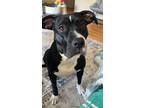 Adopt Honey a Black - with White Staffordshire Bull Terrier / Mixed dog in Troy