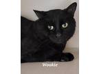 Adopt Wookie a Domestic Shorthair / Mixed (short coat) cat in Kendallville
