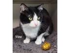Adopt Vito a Domestic Shorthair / Mixed (short coat) cat in Kendallville