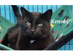 Adopt Kenobi a Domestic Shorthair / Mixed (short coat) cat in Kendallville