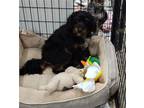 Adopt Victoria a Black - with Tan, Yellow or Fawn Poodle (Miniature) / Bernese