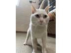 Adopt Sebastian Bach a Domestic Shorthair / Mixed (short coat) cat in