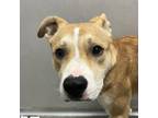 Adopt Bobbie a American Pit Bull Terrier / Mixed dog in Des Moines