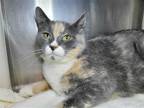 Adopt Margot a Calico or Dilute Calico Domestic Shorthair / Mixed cat in