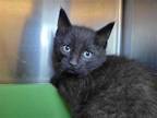Adopt Nik a All Black Domestic Mediumhair / Mixed cat in Millersville