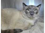 Adopt Rocket a Siamese / Mixed cat in Millersville, MD (41489976)