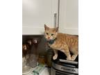 Adopt Pishi a Orange or Red Tabby / Mixed (short coat) cat in Germantown