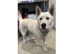 Adopt Charlie* a Siberian Husky / Mixed dog in Pomona, CA (41488569)