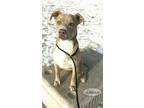 Adopt Hermes a Tan/Yellow/Fawn - with White American Pit Bull Terrier / Labrador