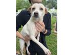 Adopt Rosie a White - with Brown or Chocolate Terrier (Unknown Type