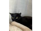 Adopt Little One a All Black Domestic Shorthair cat in Kingman, AZ (41493504)