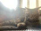 Adopt Scramblez a Tan or Fawn (Mostly) Tabby / Mixed (short coat) cat in Essex