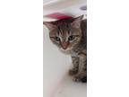 Adopt Autumn a Domestic Shorthair / Mixed cat in Houston, TX (41493514)