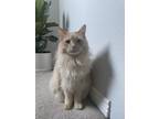 Adopt Colby a Orange or Red Domestic Longhair / Mixed (long coat) cat in