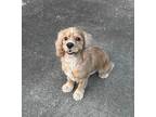 Adopt Princeton a Tan/Yellow/Fawn American Cocker Spaniel / Mixed dog in