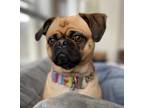 Adopt Rio a Tan/Yellow/Fawn - with Black Pug / Jack Russell Terrier / Mixed dog