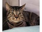 Adopt Lex a Domestic Shorthair / Mixed (short coat) cat in Staten Island