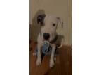 Adopt Lina a White - with Black Cane Corso / Mixed dog in Pomona, CA (41493320)