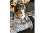 Adopt Blue a Brindle American Pit Bull Terrier / American Pit Bull Terrier /
