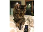 Adopt Trekker a Calico or Dilute Calico Calico / Mixed (medium coat) cat in