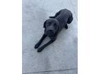 Adopt Rosie a Black Rottweiler / Mixed dog in Spokane, WA (41493308)