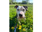 Adopt Nyla a White - with Black American Pit Bull Terrier / Mixed dog in