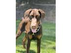 Adopt Ruby a Brown/Chocolate - with Black Doberman Pinscher / Mixed dog in Aliso