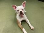 Adopt SHELTER IS FULL a White - with Brown or Chocolate Boxer / Mixed dog in San