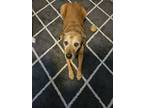 Adopt Hailey a Tan/Yellow/Fawn Mutt / Mixed dog in Moosup, CT (41493284)