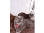 Adopt Jaxson a Gray or Blue Russian Blue / Mixed (short coat) cat in Ruskin