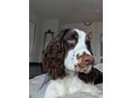 Adopt Tater Tot (Tate) a White - with Brown or Chocolate English Springer
