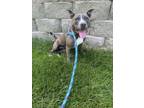 Adopt Julia a American Staffordshire Terrier, Pit Bull Terrier